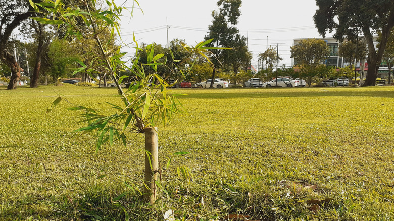 bambusplante som spirer på en grønn plen