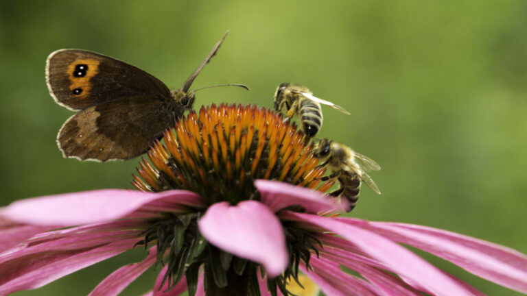 Plant denne pene årlige for store, pene blomster som pollinatorer ikke kan holde seg unna
