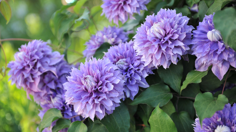 Storblomstret dobbeltklematis Diamantina