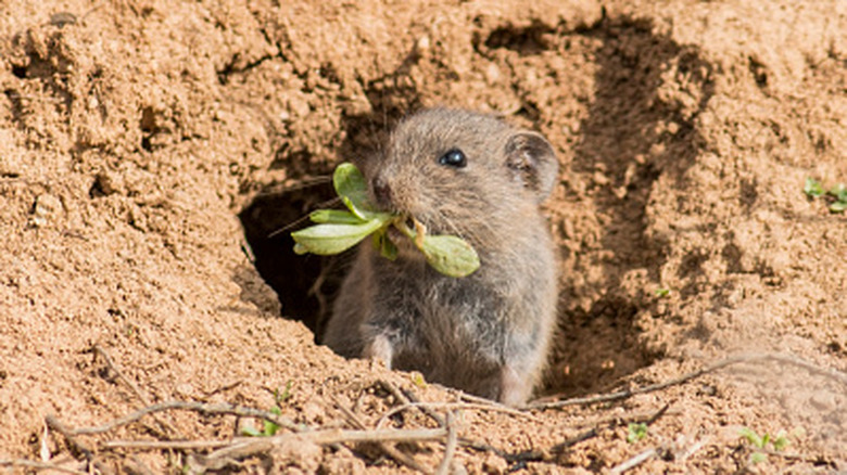 En liten vole stikker hodet ut av en underjordisk tunnel, med grønne blader i munnen
