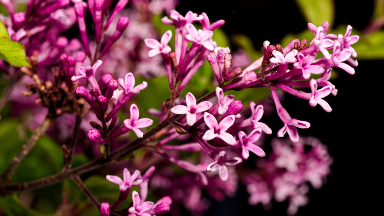 Nærbilde av Palibin syrintre