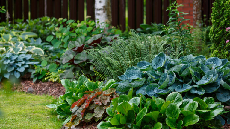 Den prisvinnende Hosta-varianten med stort løvverk og pene lilla blomster
