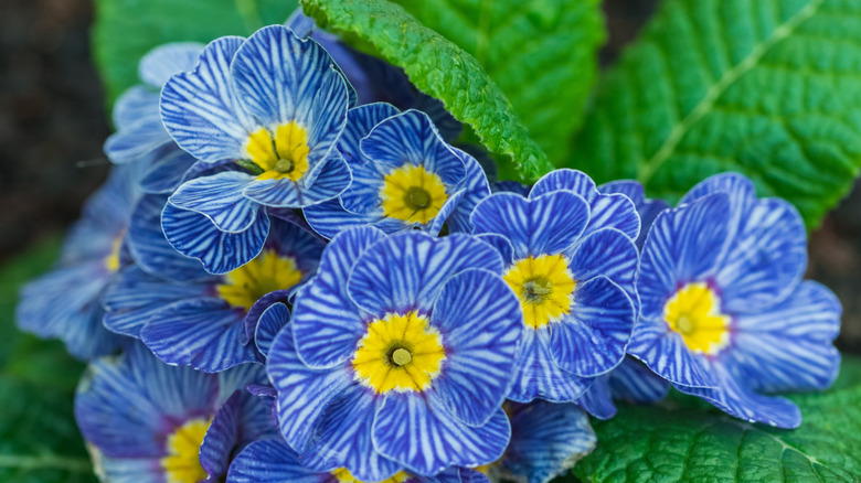 stripete 'Zebra Blue' primula blomstrer