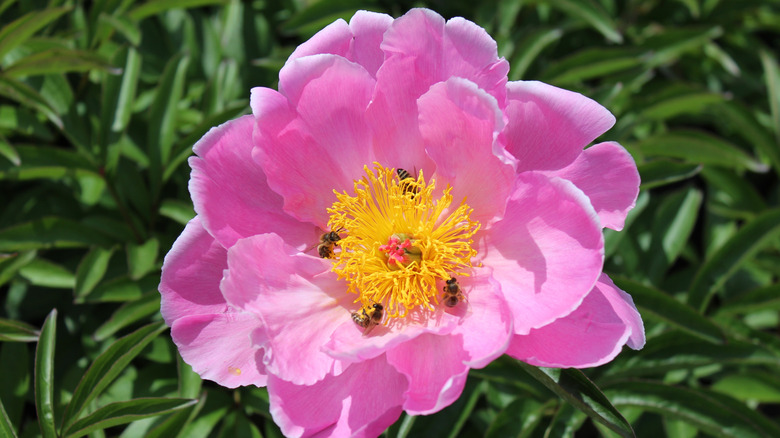 'Sea Shell' i blomst med bier