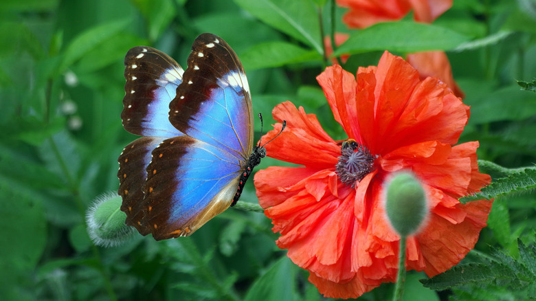 et levende bilde med en blå sommerfugl på en strålende rød-oransje orientalsk valmueblomst