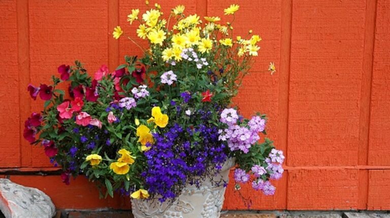 13 beste blomster å begynne å plante i potter i mai
