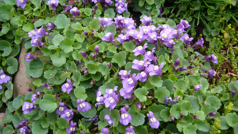 Nærbilde av Kenilworth eføy med små lilla blomster som dekker bakken