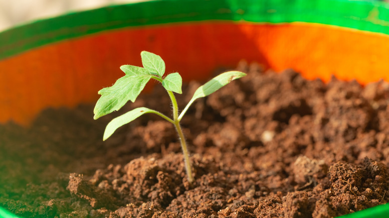 En liten tomatfrøplante i en fargerik voksepose