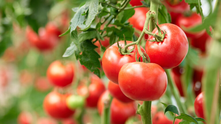 Blomstrende tomatplanter kommer enkelt med denne helt naturlige gjødselen du kanskje allerede har
