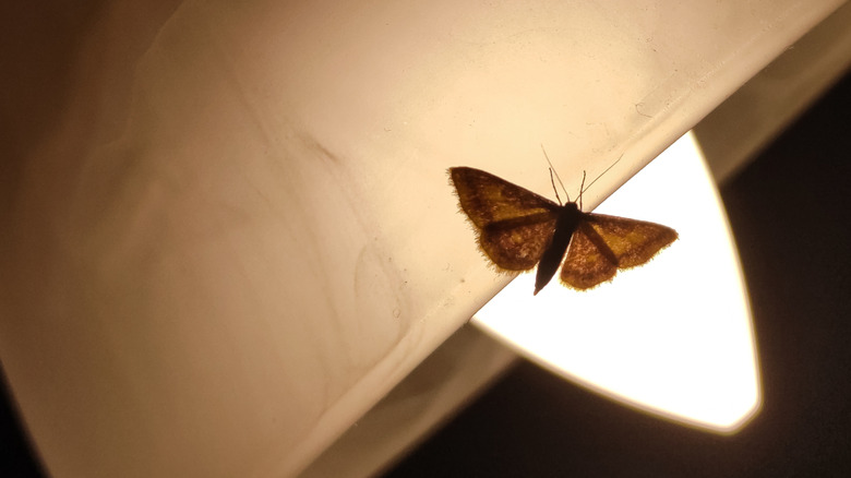 En møll satt på en lampe om natten