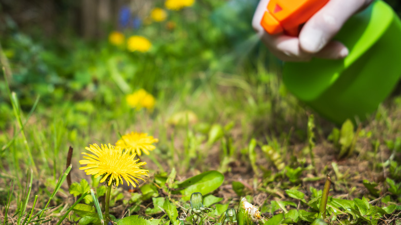 En gartner sprayer ugressmiddel på en løvetann som vokser i en flekk med grønt gress