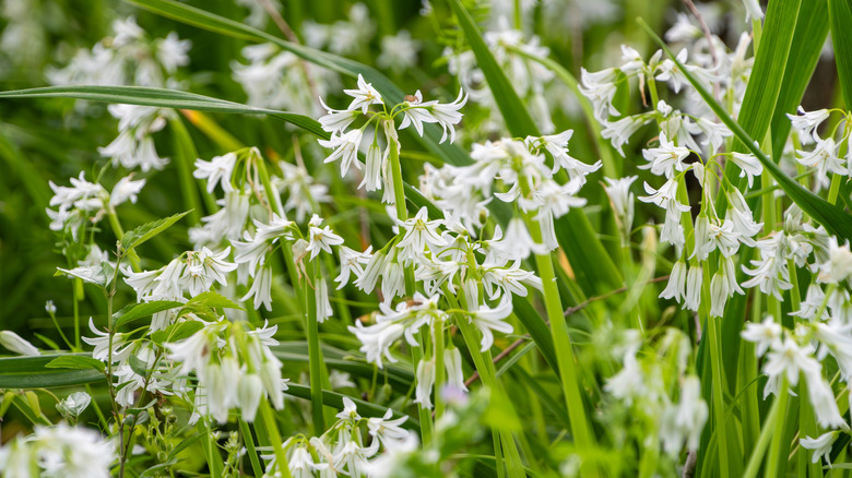nærbilde av Allium triquetrum, som er et invasivt bunndekke i Pacific Northwest