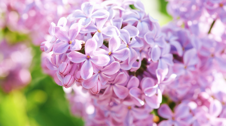 nærbilde av syrinblomstrer i solskinnet
