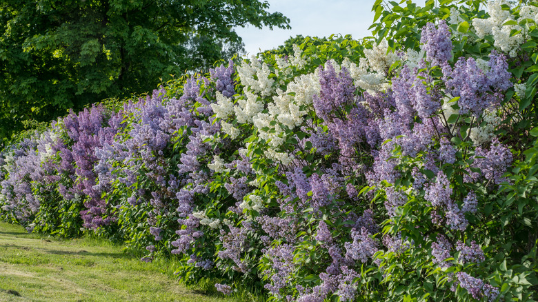 Linje av blomstrende syrinbusker
