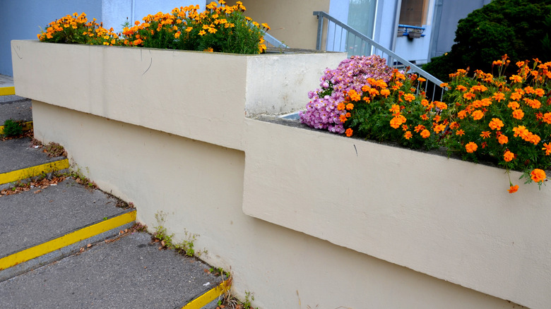 Store plantekasser i betong med blomster.