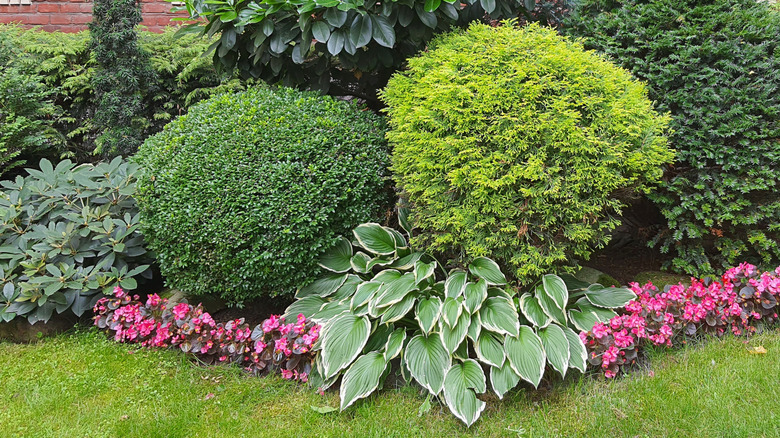 Blomsterbed med hostaer og voksbegonier