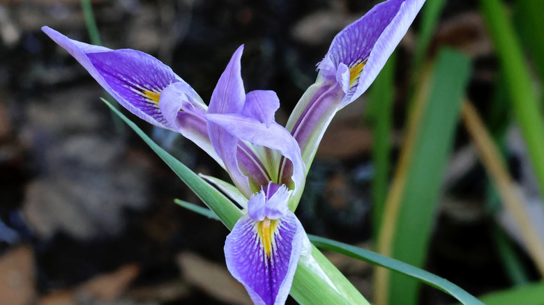 Et nærbilde av den sørlige blå flagg-irisblomsten