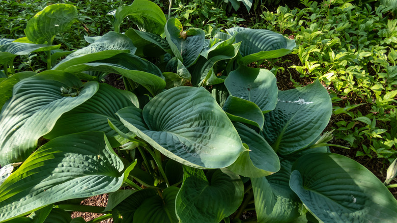 Hosta 'Empress Wu' viser de massive bladene