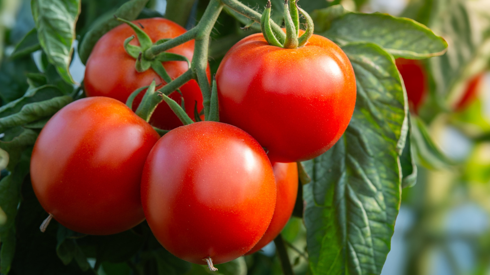 Droft Drøft det tradisjonelle tomatburet for en plassbesparende DIY-løsning ...