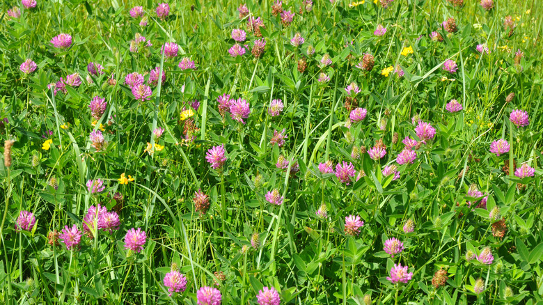 To rødkløverstengler og blomster dukker opp fra en gjengrodd plen.