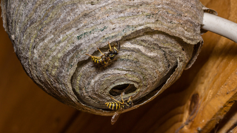 Yellowjackets kryper nær hullet i et hengende rede