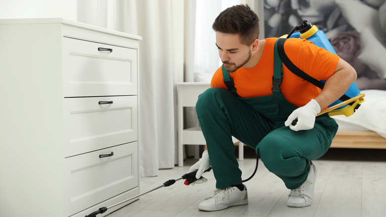 En mann kledd i en oransje t-skjorte og grønne garnbukser som sprayer insektmiddel under en hvit kommode
