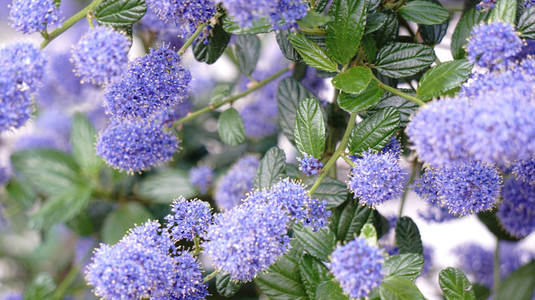 Blå blomster på syrinplanten i California