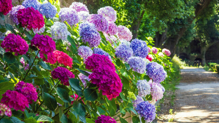 Hydrangea Companion Plant som beskytter de vakre blomstene deres mot sultne skadedyr
