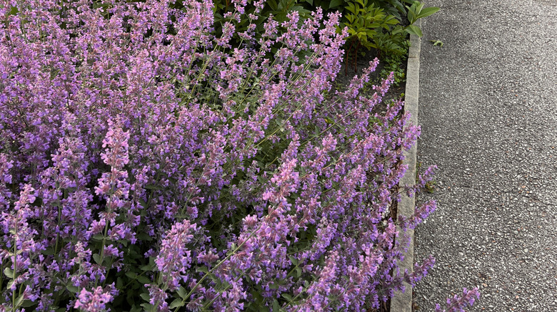 Catmint i full blomst langs kanten av en gruset oppkjørsel.