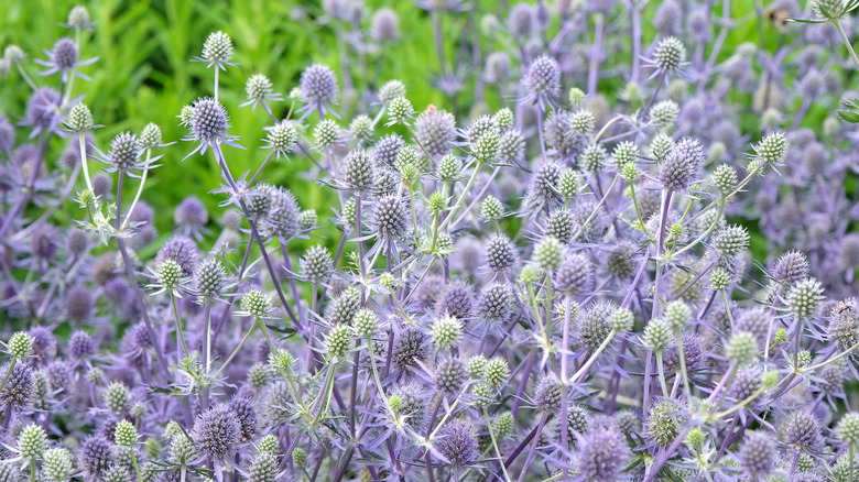 Et tykt stativ av kristtorn som vokser med knallblå blomster