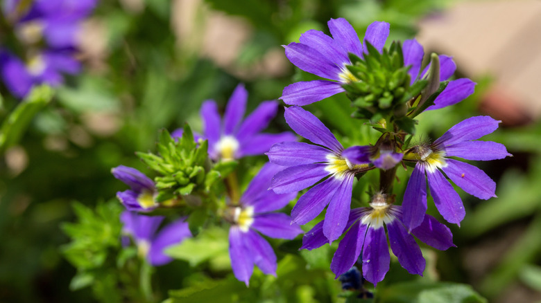 Nærbilde av lilla vifteblomst som blomstrer i en solrik hage