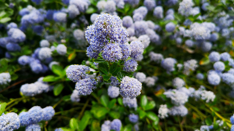 Blueblossom ceanothus blomstrer
