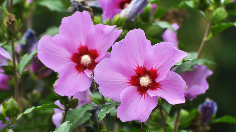 Rosa hibiskusblomster som blomstrer i en hage