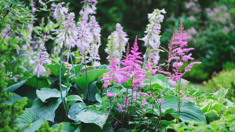 Et hagebed fullt av blomstrende rosa astilbe og hostaer på dagtid.