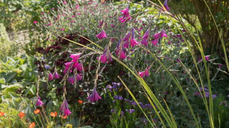 Et hagebed fullt av blomstrende planter med englefiskestang i forgrunnen.