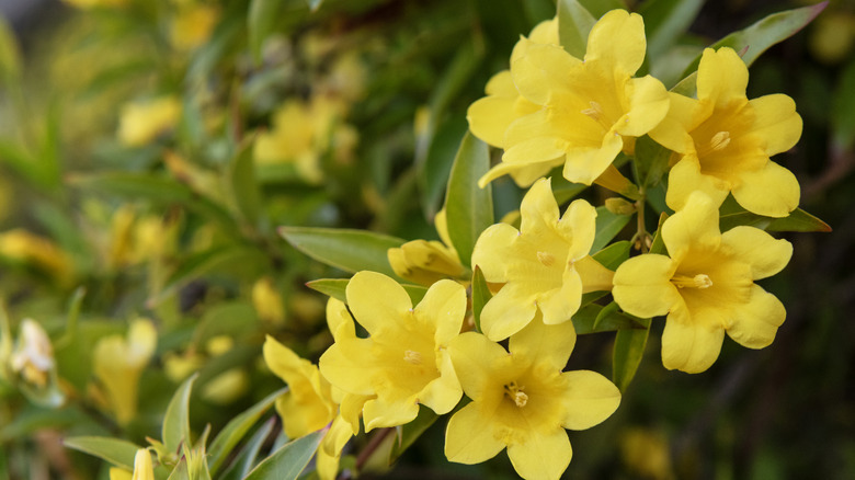 Gule blomster på en stor Carolina jessamine-vintreet som vokser i en hage.