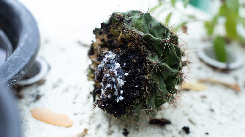 Rot av sukkulent plante infisert av hvite melbugs.