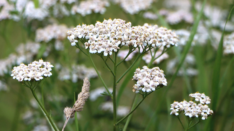 Flere brede klynger av små hvite blomster på tynne grønne stengler er i forgrunnen, med uskarpe blomster i bakgrunnen.