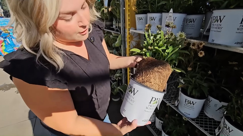 de hvite, faste røttene til en plante viser at den fortsatt er sunn