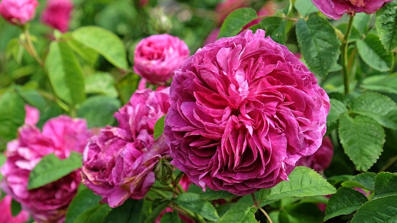 Flere magenta Charles de Mills-roser blomstrer ved siden av grønne blader