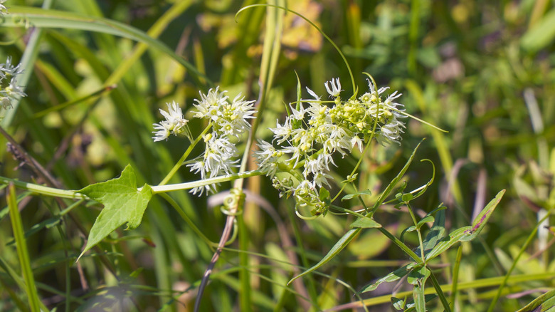 nærbilde på vill agurk blomst