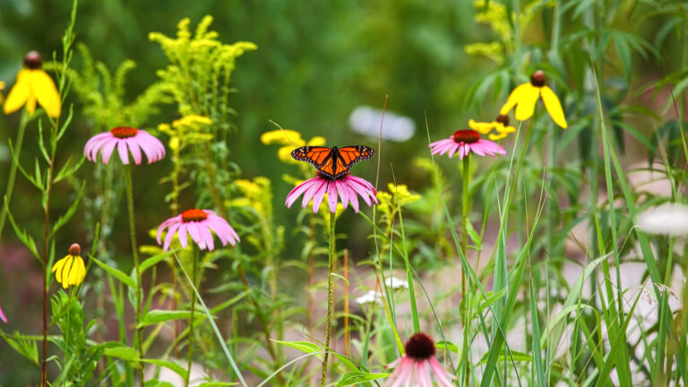 Ikke Milkweed eller Coneflower: Den gule solrike årlige blomsten som sommerfugler elsker
