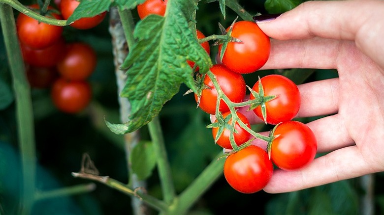 En hånd som viser cherrytomater på vintreet