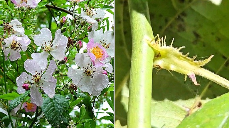 Delt bilde av rosa og hvite multiflora-roseblomster dekket med vanndråper, og et nærbilde av en multiflora-rosestift