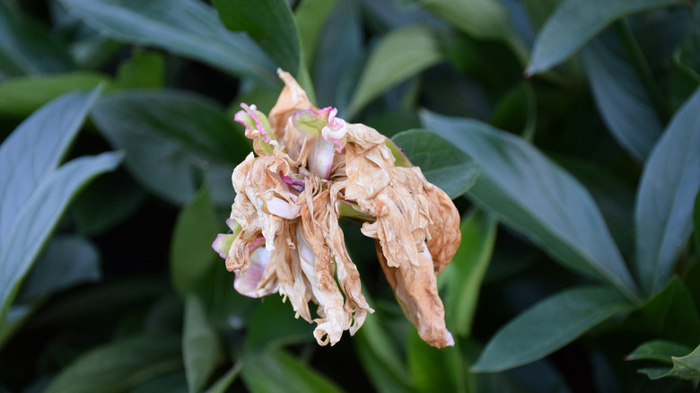 En brukt rosa peonblomst