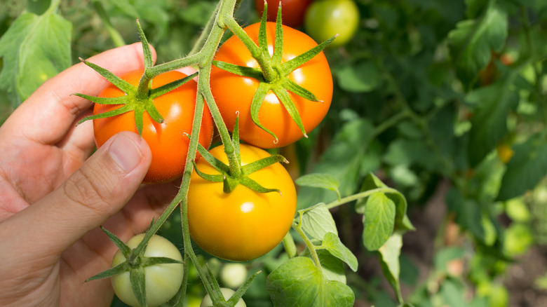 Håndplukker tomater fra en vintreet