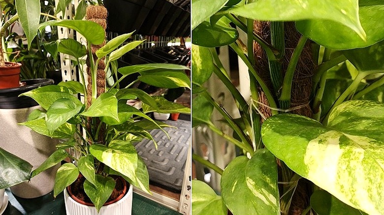 Delt bilde av en innendørs pothos-plante som klatrer i en mosestang, og et nærbilde av hvordan vinrankene er bundet til stangen