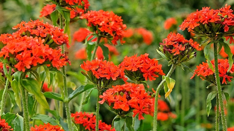 Flere maltesiske korsplanter (Silene chalcedonica) vokser sammen