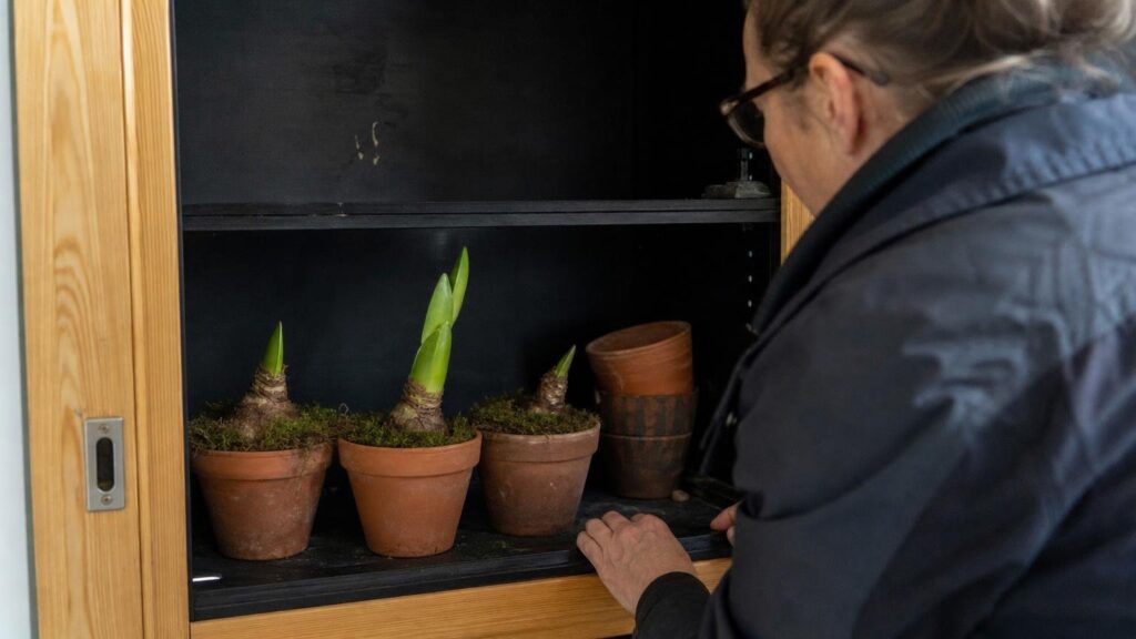 Amaryllisen må settes mørkt i en bestemt periode nå ellers blomstrer den ikke til jul