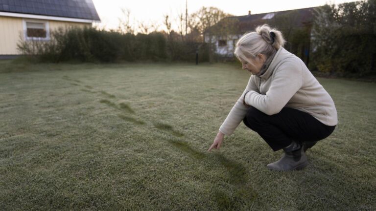 Fotavtrykk som blir stående igjen i gresset om morgenen betyr at plenen mangler noe